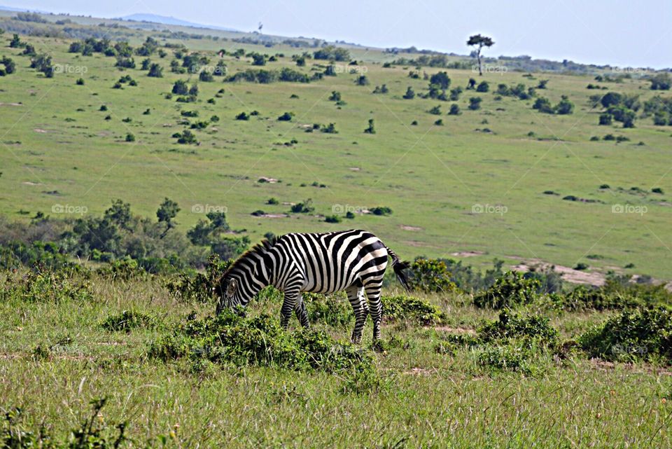 Zebra . Safari shot