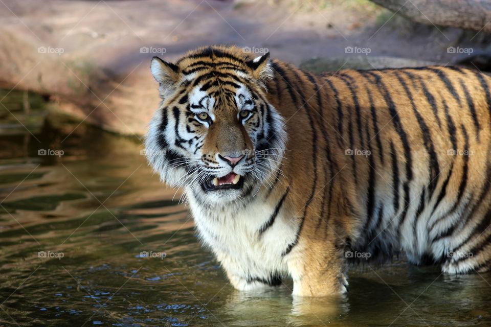 sibirian tiger roaring