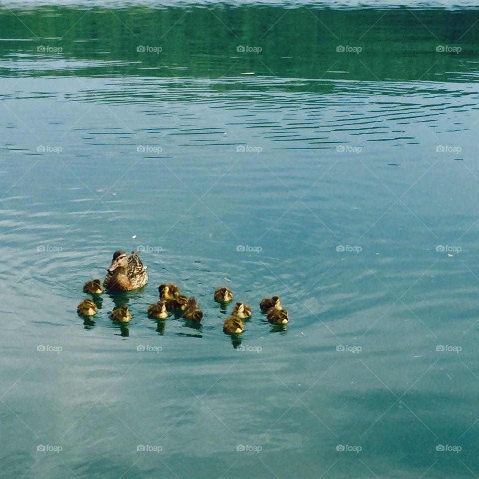 Ducklings