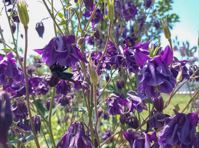 The purple carpenter bee is a species of solitary bee in the family Apidae. And the purple flowers of Aquilegia.
