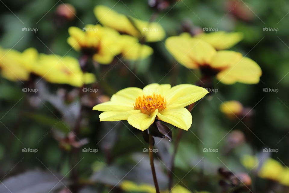 Yellow flower closeup 