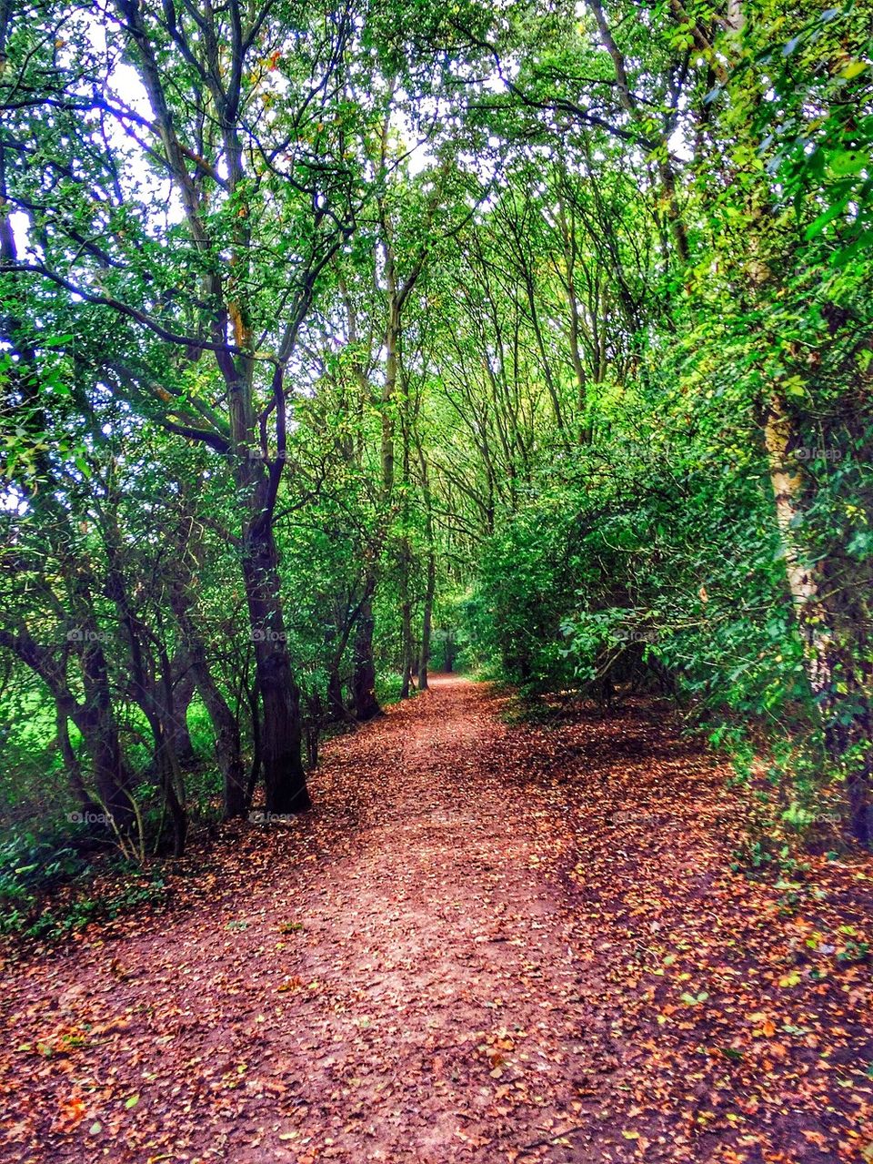 Dirt road in woodland