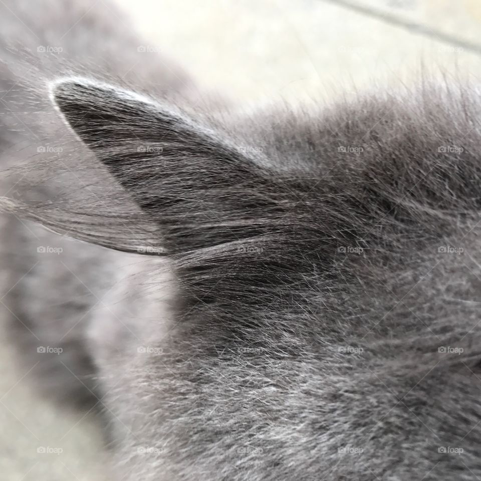 Kitty Ear
