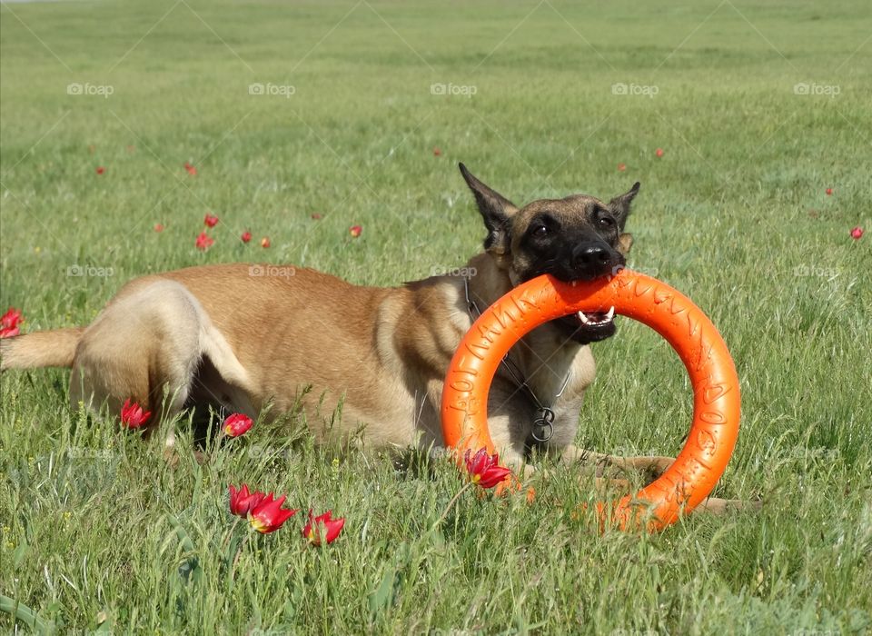 Malinois dog Spring Tulips