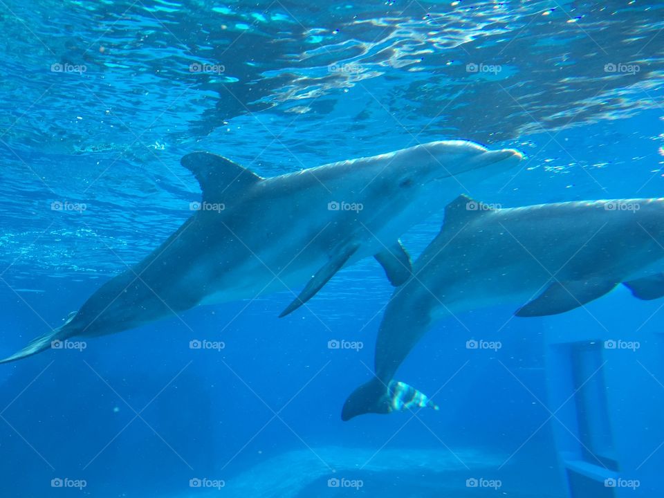 Dolphins enjoying a swim at the Dolphin Habitat, Las Vegas. 