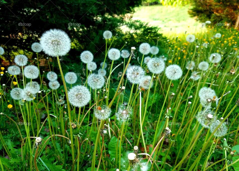 release their seeds in a meadow.