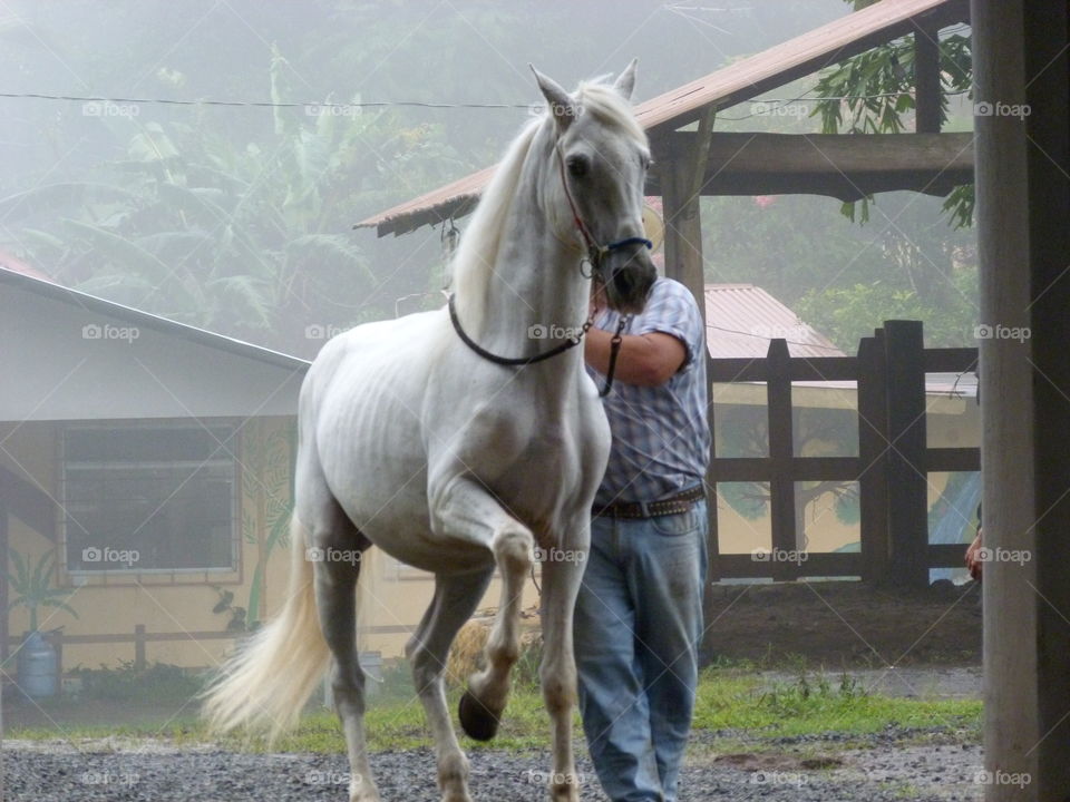 Paso stallion in Costa Rica