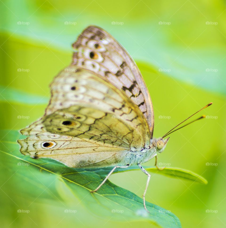 butterfly