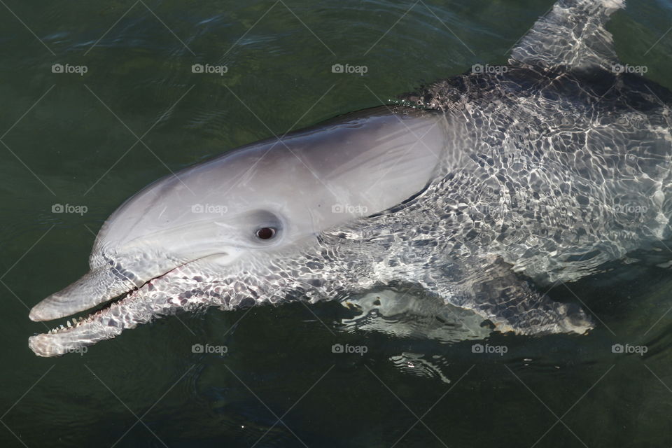 Friendly wild dolphin, South Australia closeup, head out of water, in the ocean, Spencer Gulf, Eyre Peninsula, Australian wildlife