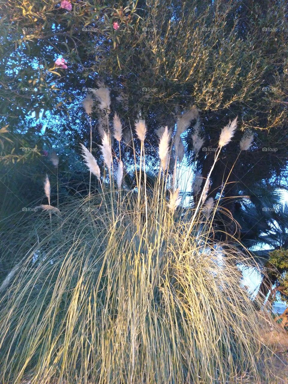 Editors' Choice - Photo of the Week