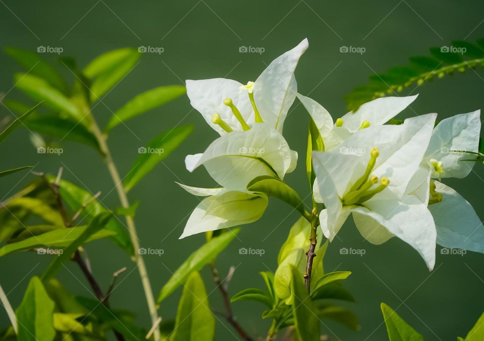 white bougainvillea