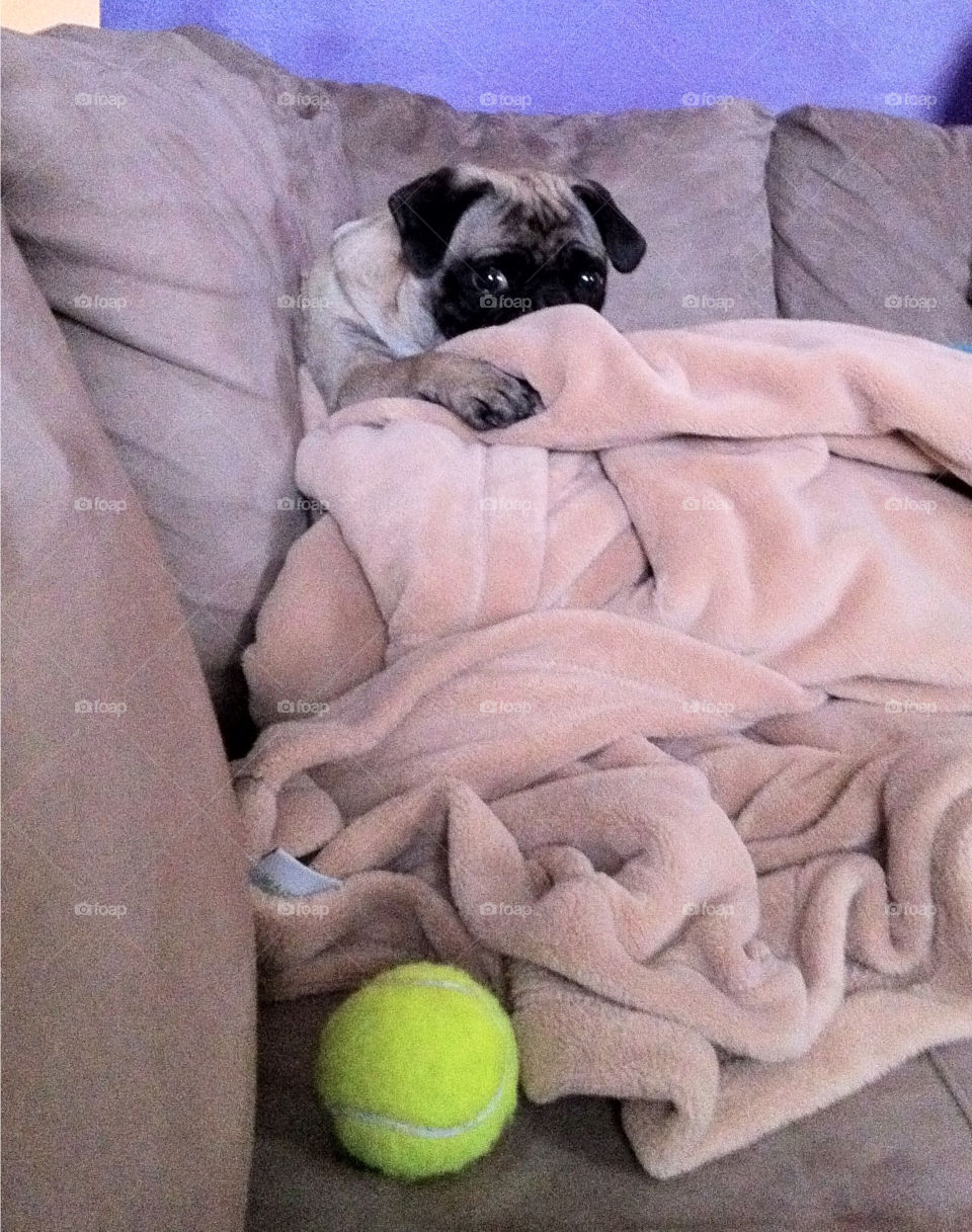 play dog puppy pet by joycoma