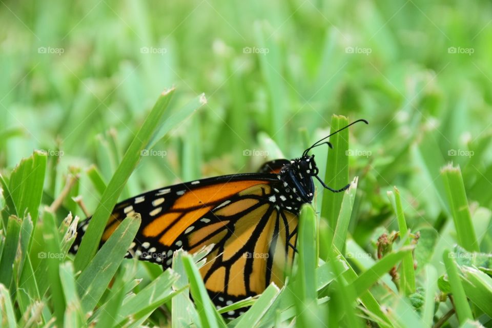 Monarch Butterfly