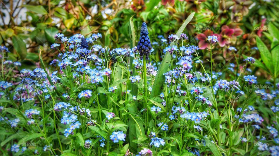 Blue flowers