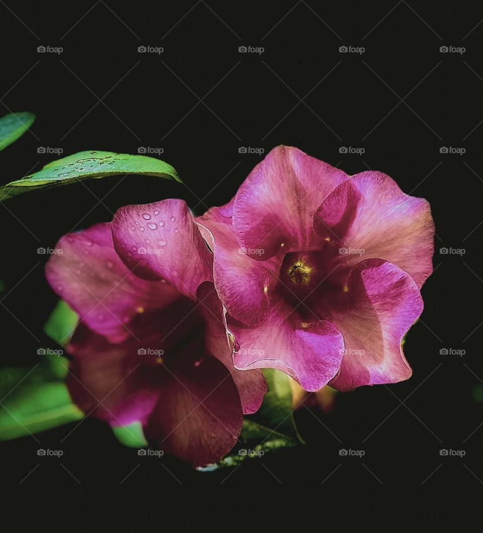 Floral photography - Allamanda - Pink shades 
