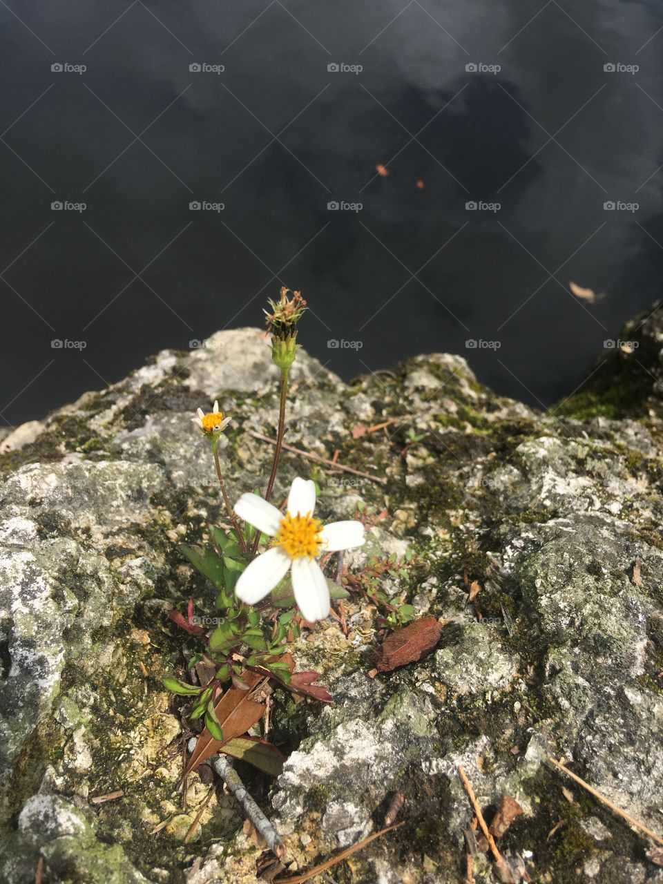 Flower on a rock