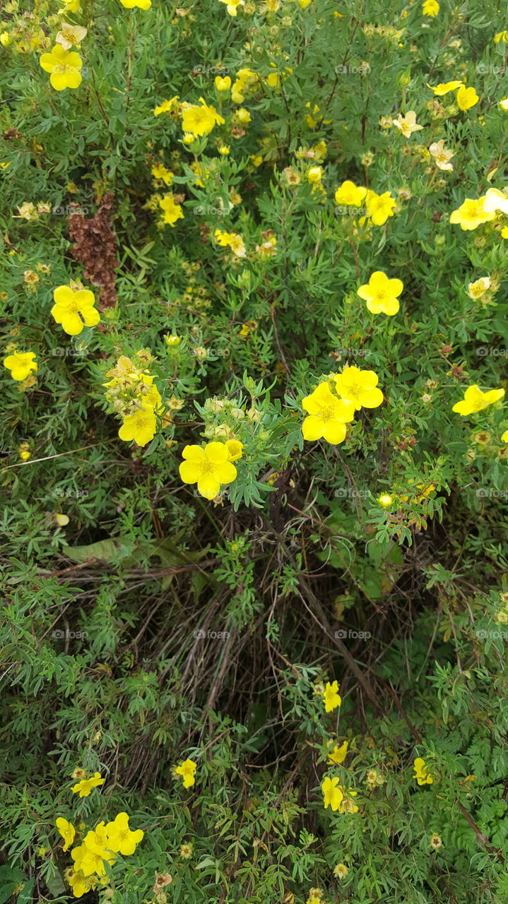 Yellow flowers in Mo i Rana