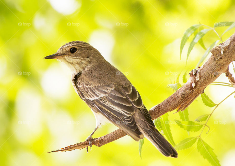 Bahrain wildlife pictures