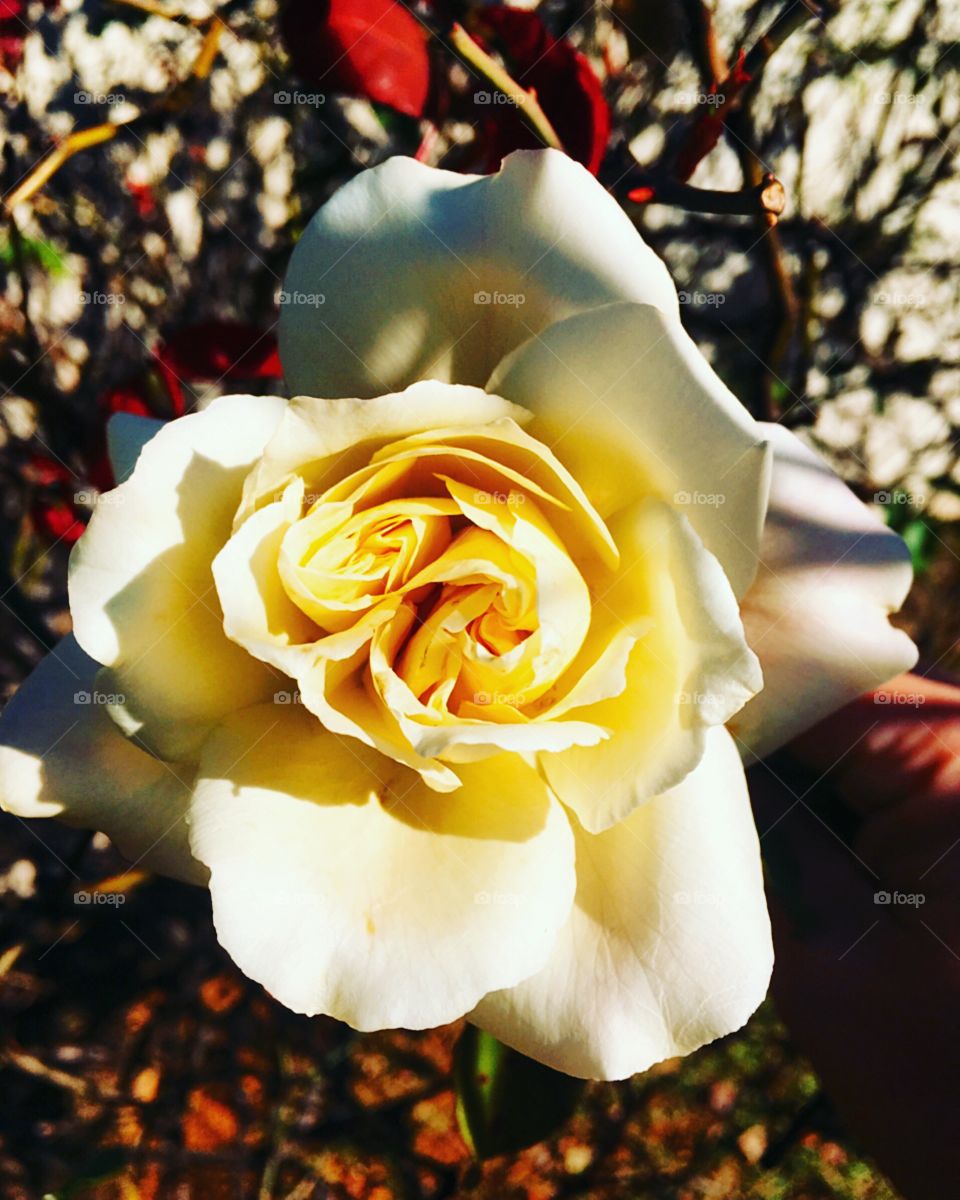 🌺Finished!
Suado, cansado e feliz, alongando e curtindo a beleza das #flores depois da atividade física!
🏁
#corrida #treino #flor #flower #flowers #pétalas #pétala #jardim #jardinagem #garden #flora #run #running #esporte #alongamento