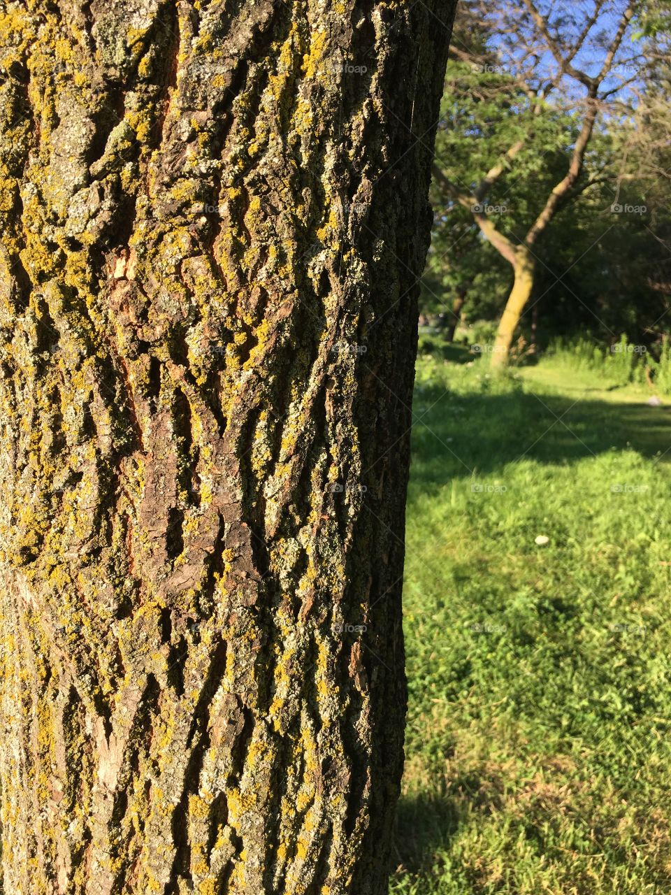 Tree textures and perspectives 