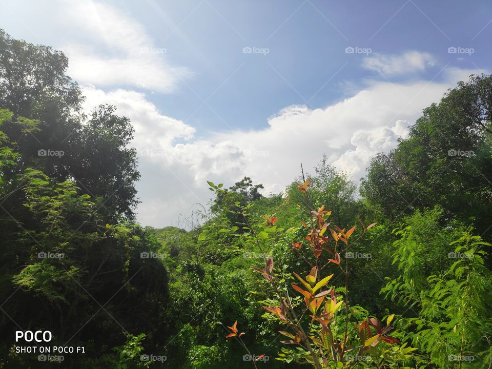 fair weather and Tree's