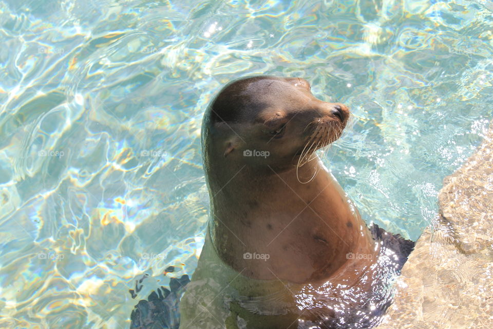 Seelöwe weibchen - sea lion female