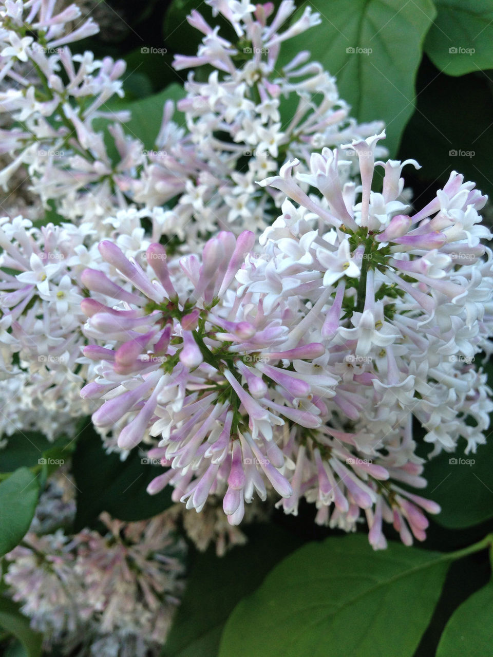 LILACS