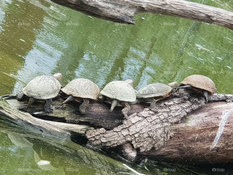 turtles