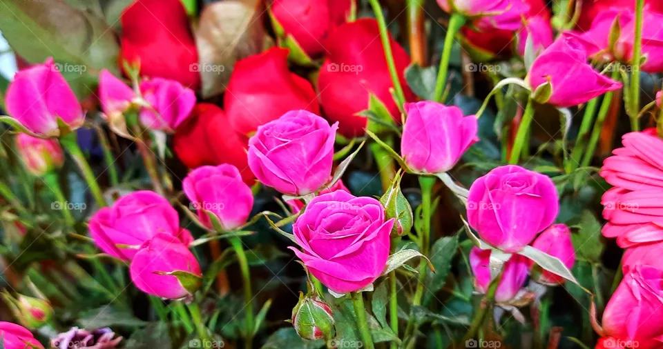 Small roses pink, Small,roses,pink,red,garden,plant,blossom,floral,botany,spring,summer,nature,plant,colorful,season,romance,love,petal,decoration