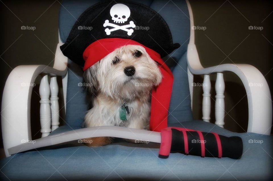 Pirate Pup