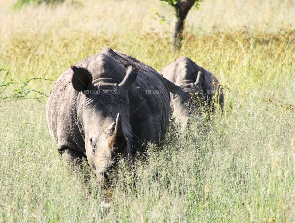 Two white rhinos heading my way through the grassland.