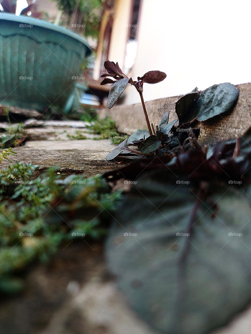 Small plants that grow between the concrete roads
