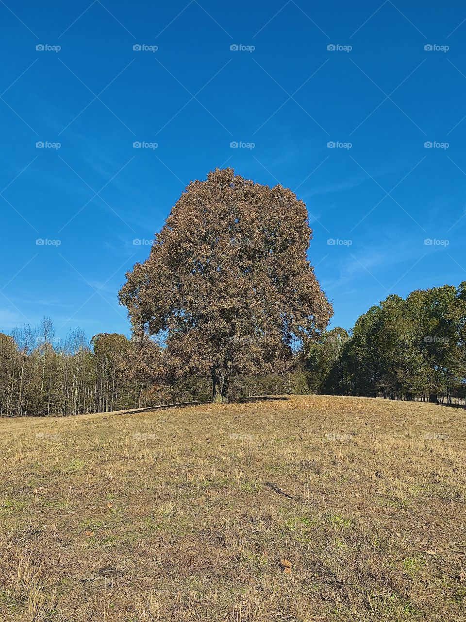 This is a beautiful tree in a vast field. It’s propped atop a hill with a beautiful landscape surrounding it.