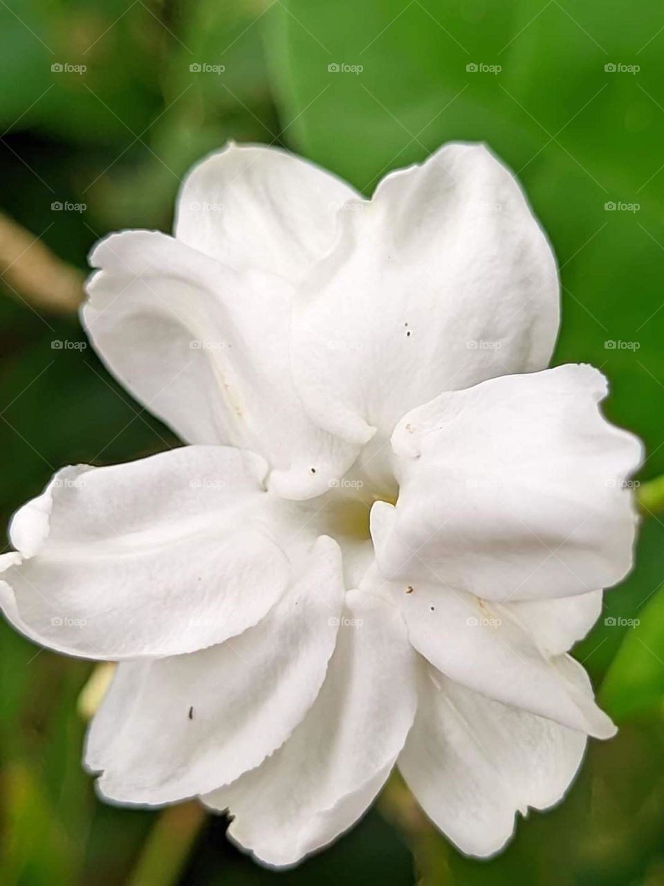 Jasmine flower