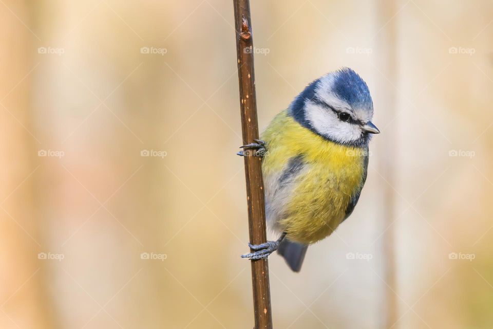 Bluetit portrait on a small branch