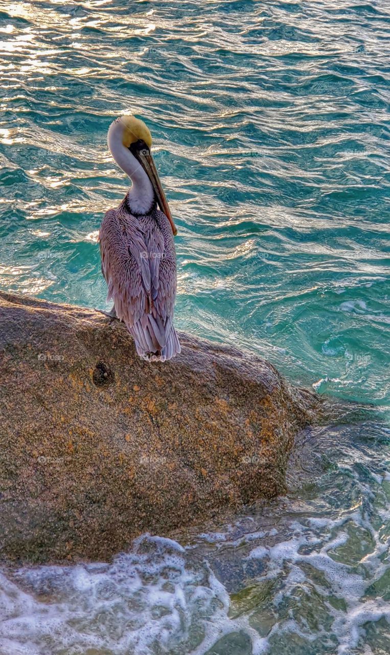 The Pelican