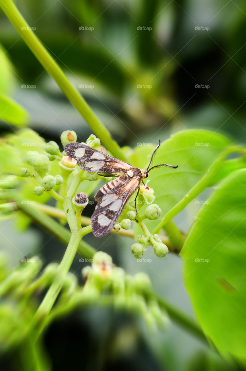 insect on green leaves