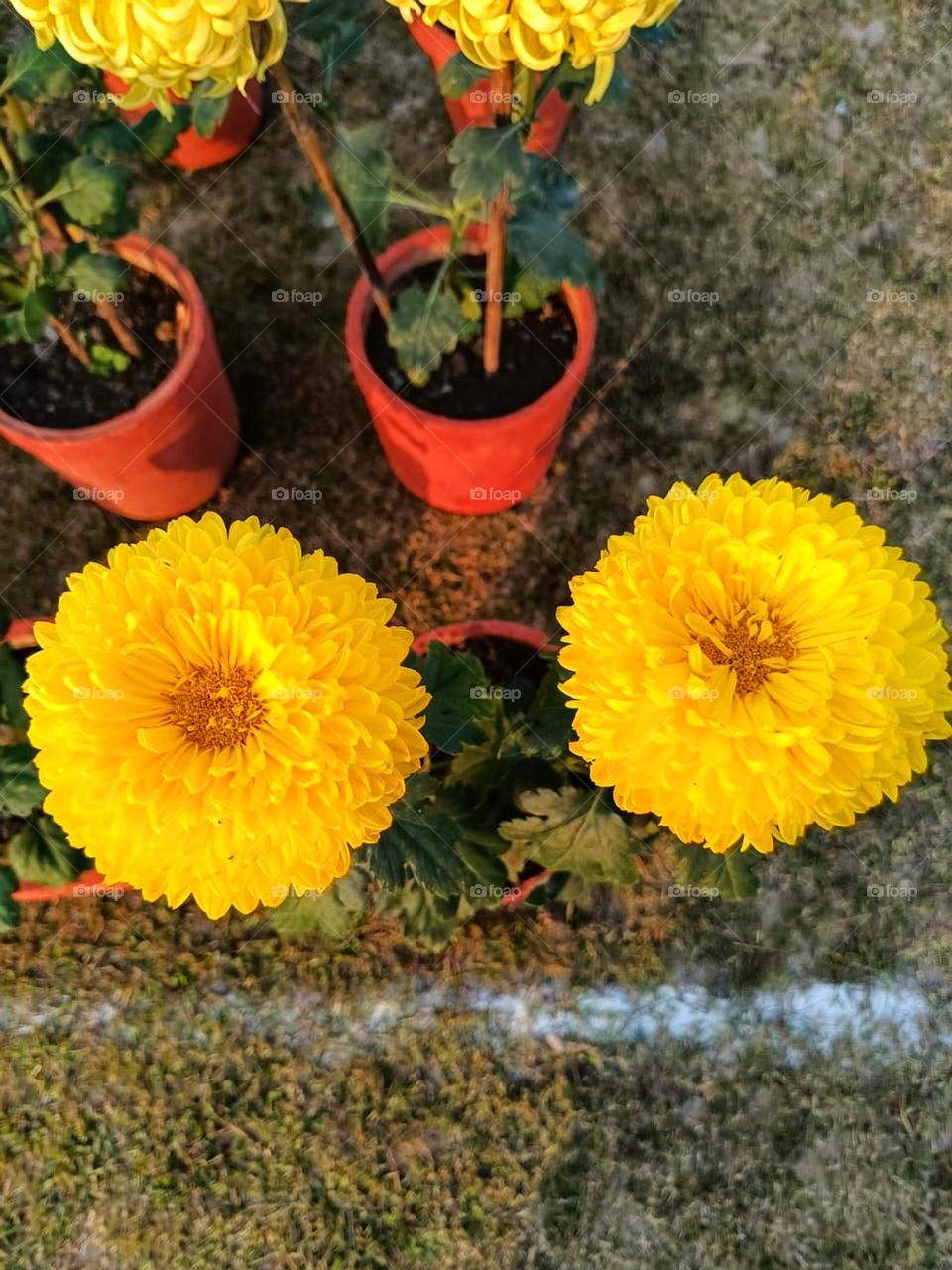 Those yellow flowers in a row look so cheerful! It's like a little burst of sunshine on the ground.