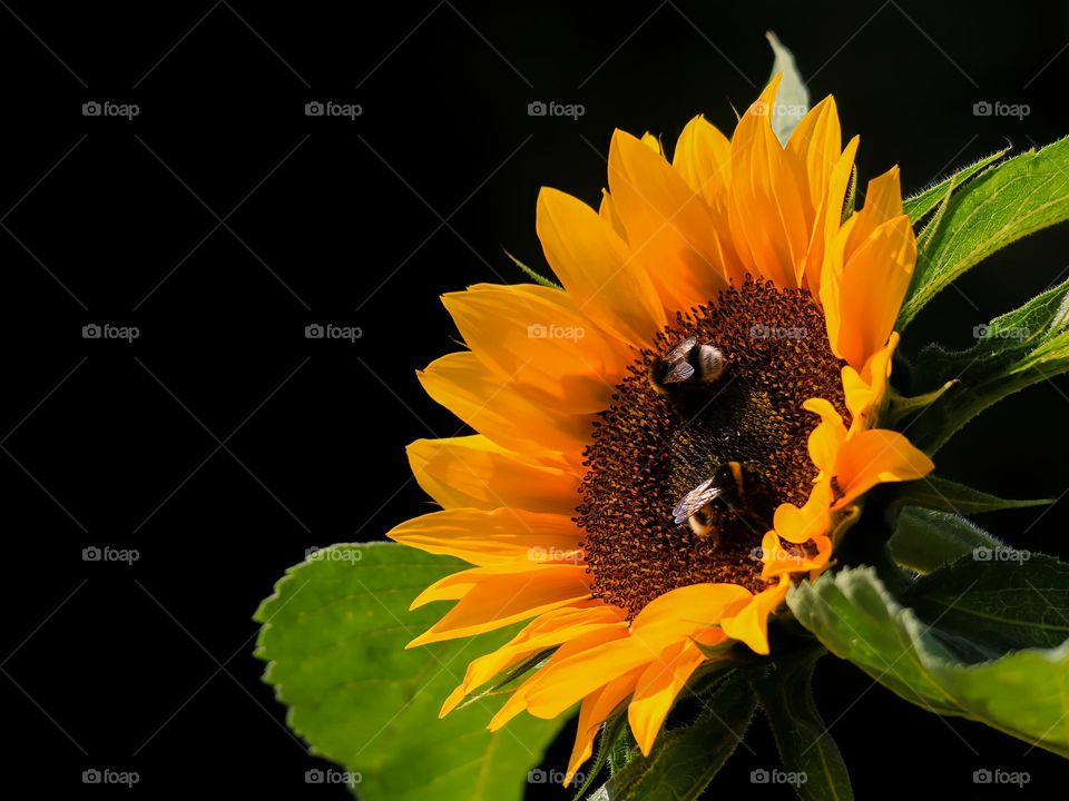 Bees on sunflower with black background