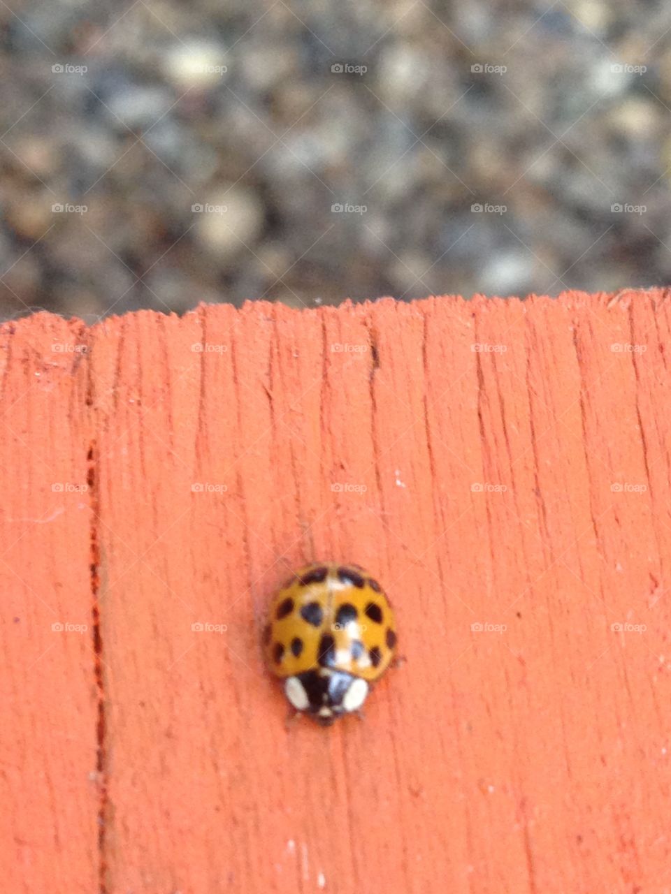 Ladybird lady ladybug  insect on orange background