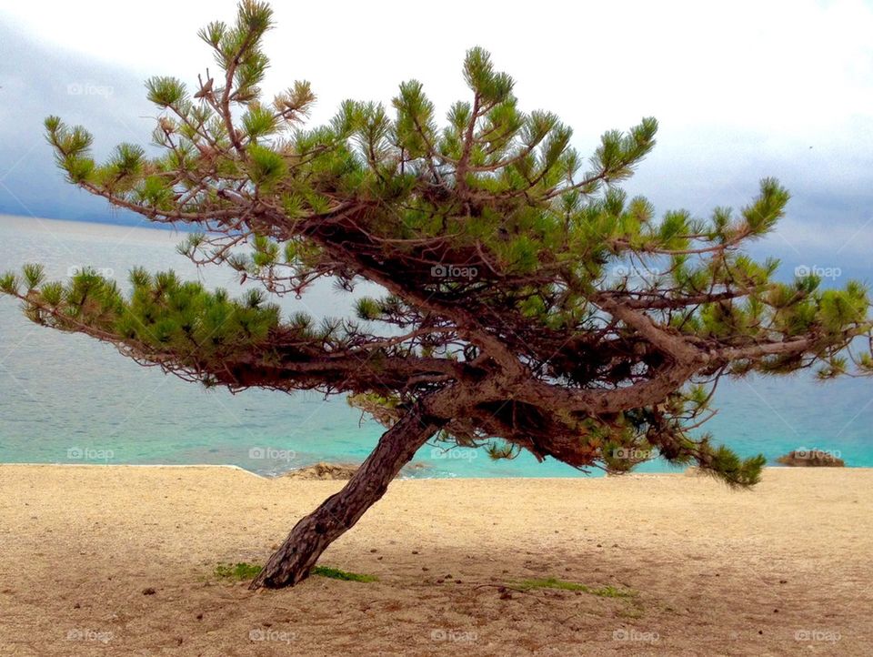 Single tree on beach