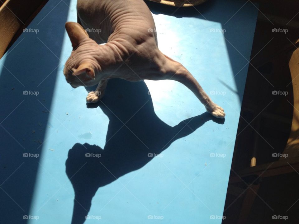 Cat shadow