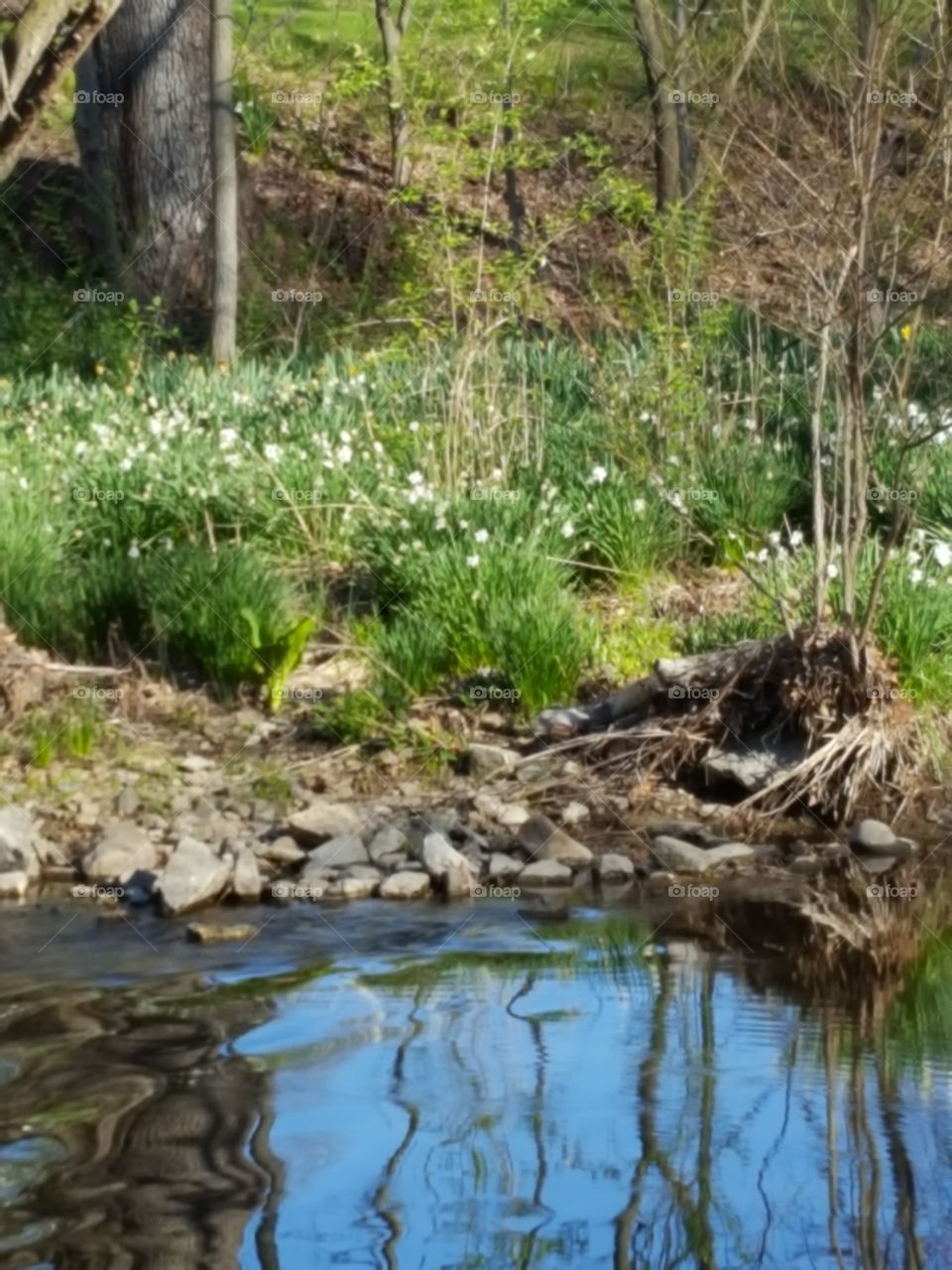 creekside