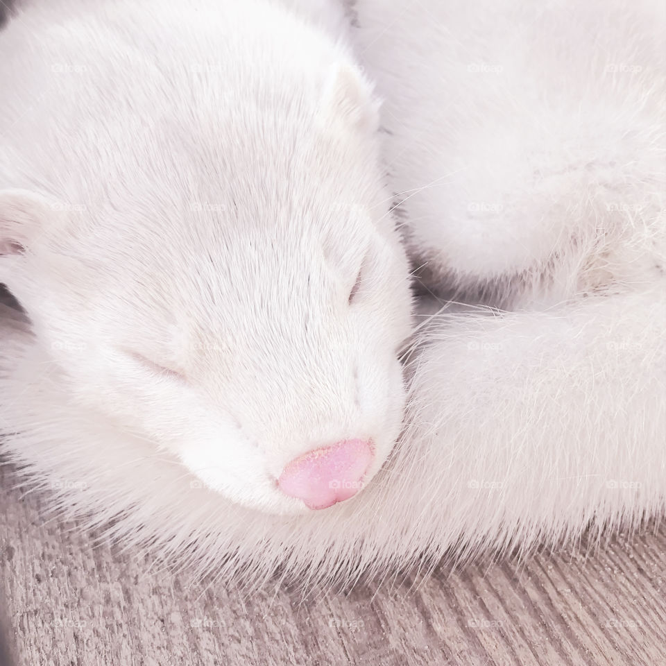 Sleeping white albino ferret with pink nose 