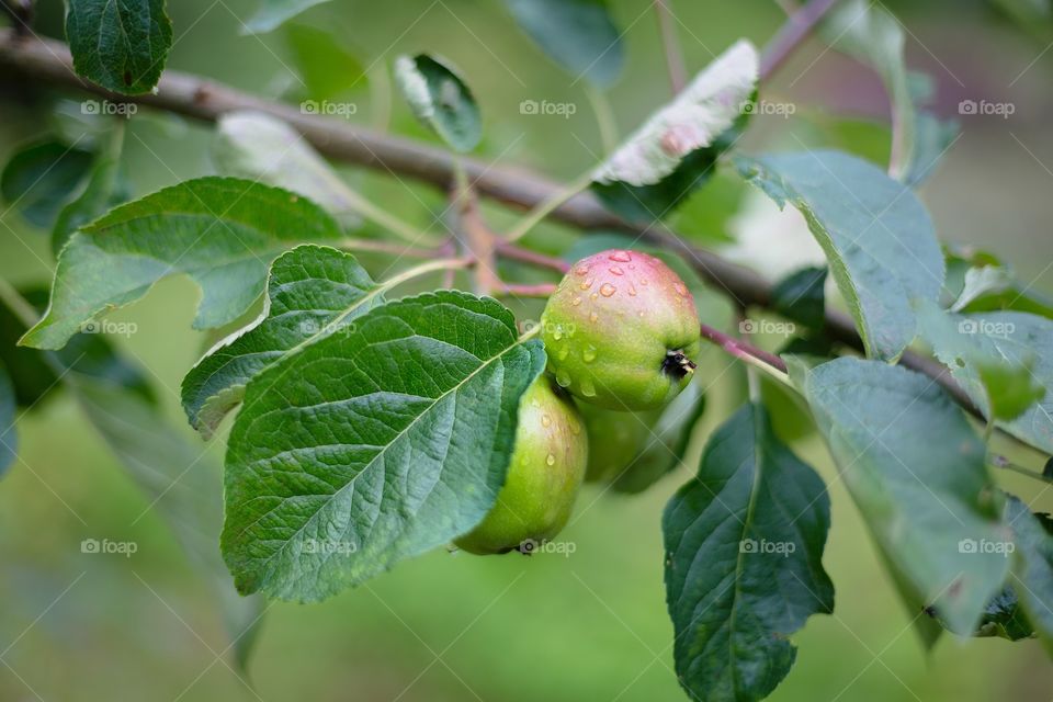 Leaf, Nature, Fruit, Food, Flora