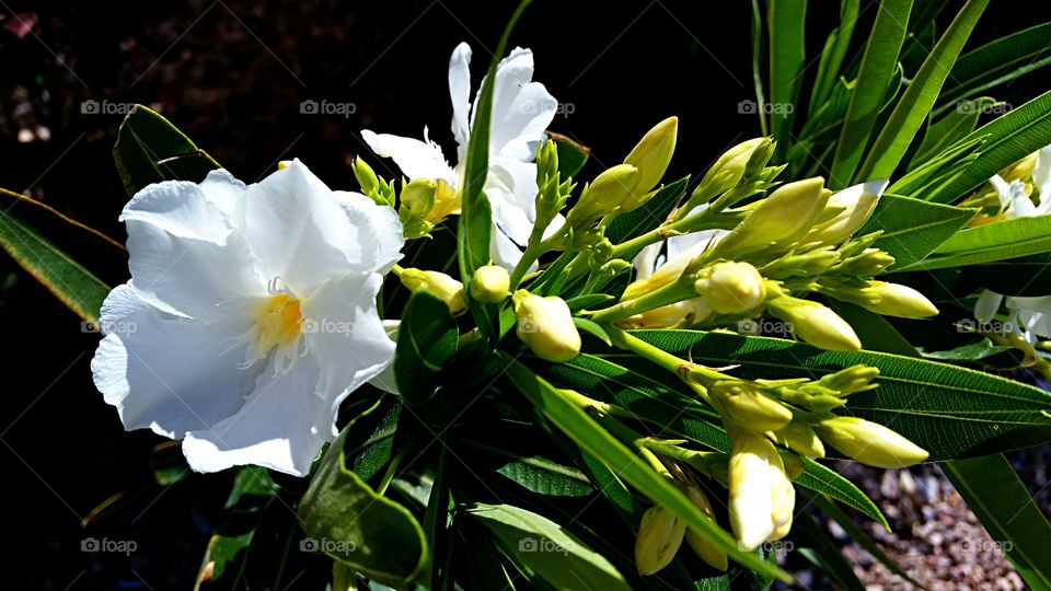 White flowers . White flowers  in the desert