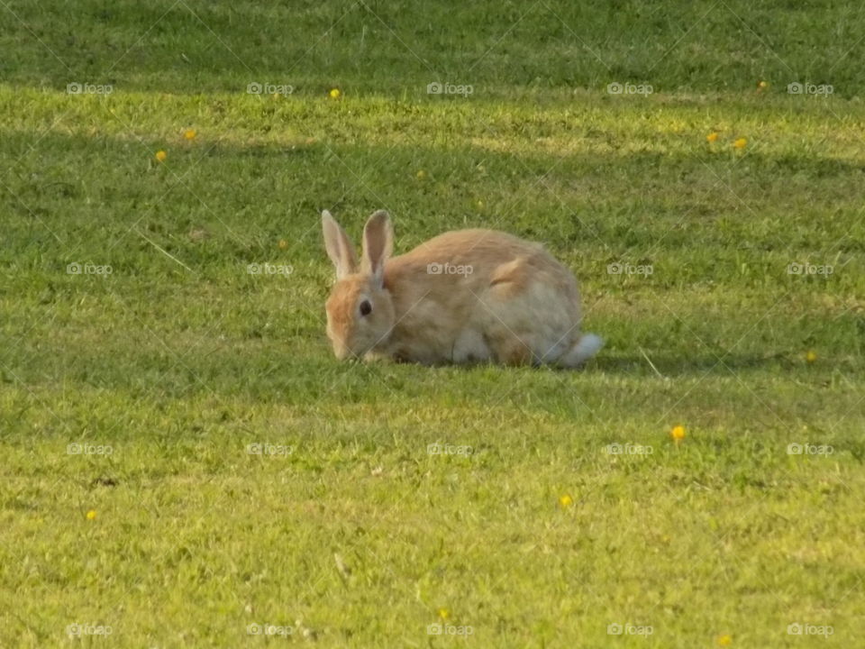 Mammal, Rabbit, Grass, Bunny, Hare