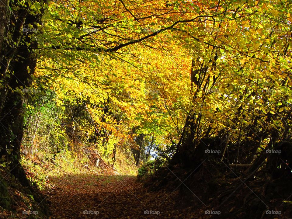 The sunlit leaves light the way along the woodland path