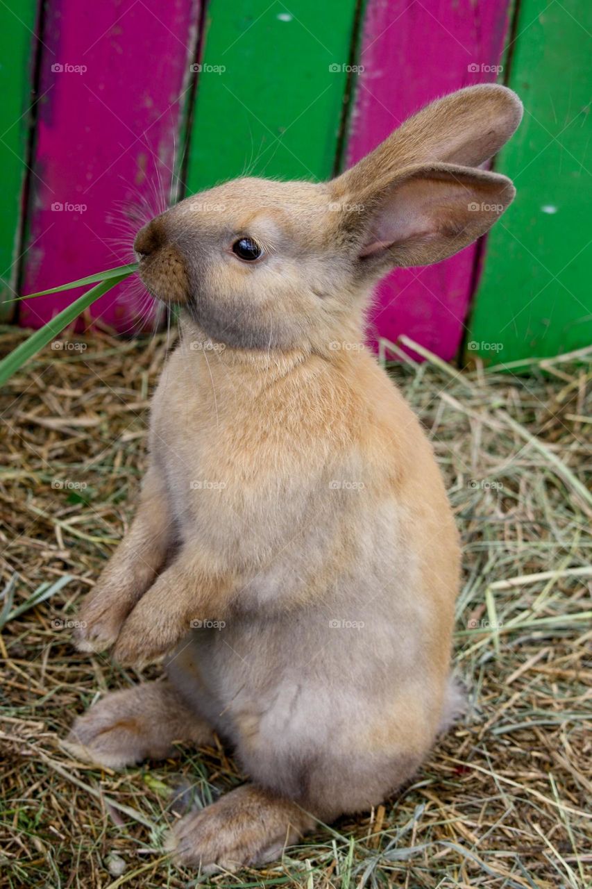 Cute little red bunny