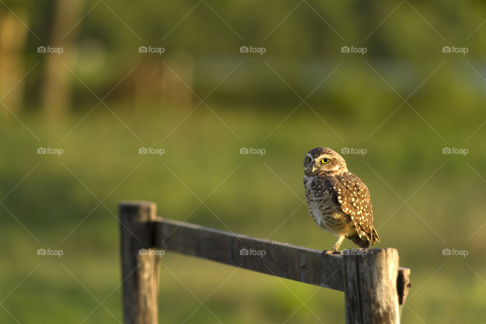 Owl yellow eyes.